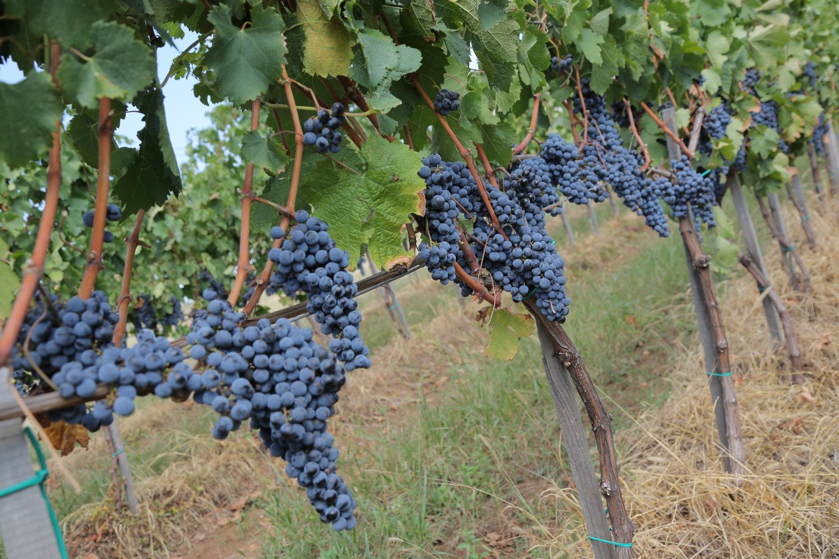 Вино и виноградарство